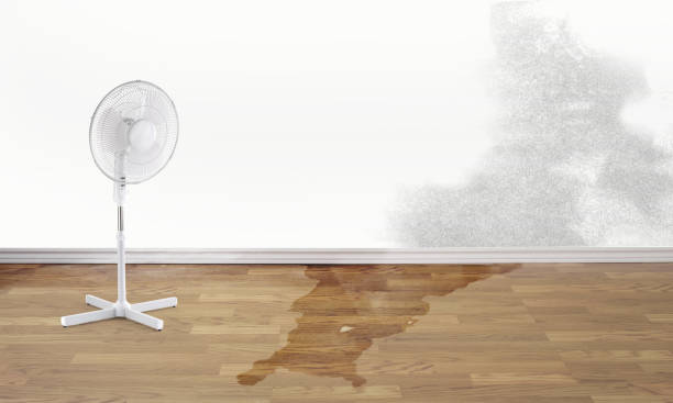 Best Water damage cleanup near me  in Erwin, TN