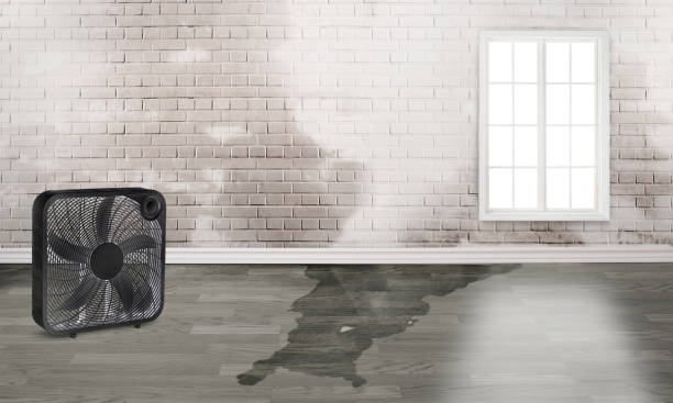 Best 24/7 water damage repair  in Erwin, TN